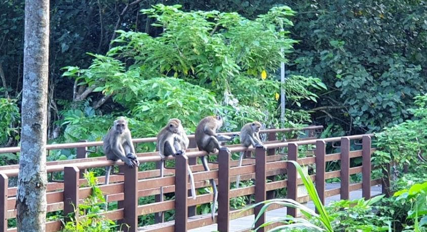 Admiralty Park Monkeys