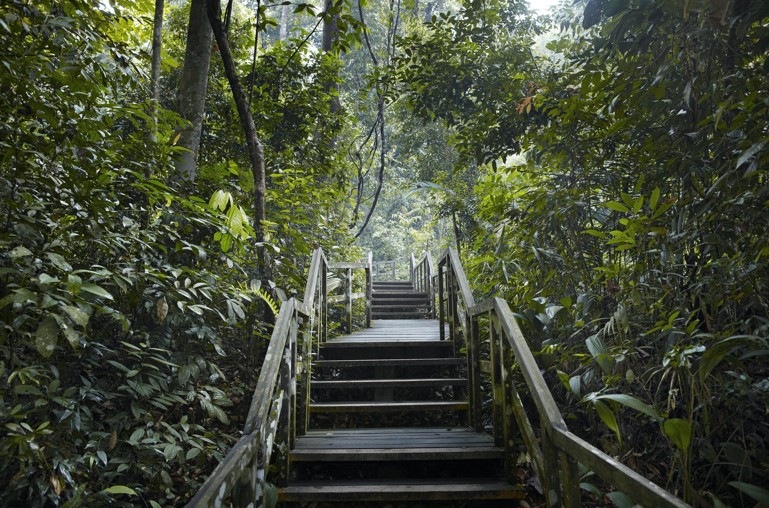 What is unique about Bukit Timah Nature Reserve