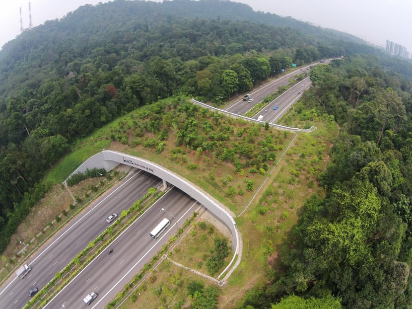 The Reserve Residences near Bukit Timah Expressway