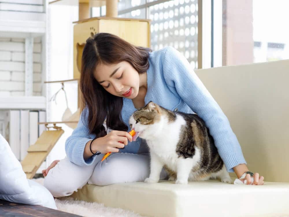 Responsible Cat Ownership: Best Practices and Tips for Cat Owners in HDBs
